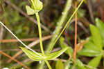 Largeleaf rose gentian